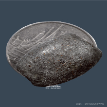 ลูกสะกด หลวงพ่อเนียม วัดน้อย