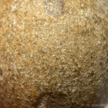 ลูกอมเนื้อผงน้ำมัน หลวงพ่อทองสุข วัดสะพานสูง 