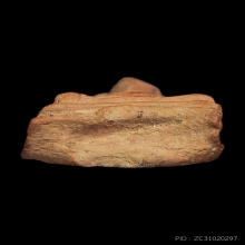 พระรอด พิมพ์ต้อ(ชำรุด) กรุมหาวัน