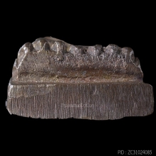 หลวงปู่ทวด รุ่นสร้างโรงพยาบาลโคกโพธิ์  ปี 2539 วัดช้างให้