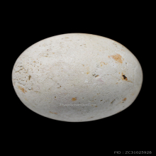 ลูกอม หลวงพ่อพริ้ง วัดบางปะกอก 1 ในเบญจภาคีลูกอม