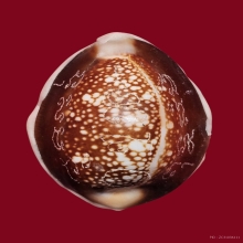 เบี้ยแก้ หลวงพ่อวิรัตน์ วัดหนองฝ้าย กาญจนบุรี