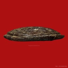 อาจารย์หมุน งบน้ำอ้อย เนื้อว่านผสมผง วัดเขาแดงออก จ.พัทลุง