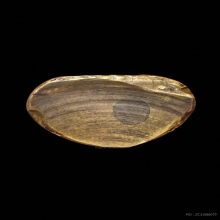 รูปหล่อหลวงพ่อเงิน วัดบางกระทิง เนื้อทองเหลือง ปี 2515