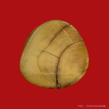 เสือหลวงพ่อปาน วัดคลองด่าน หุบปาก 