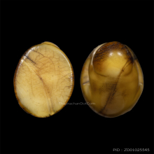 เสือ  เขี้ยวซีก ศิลปะคลองด่าน