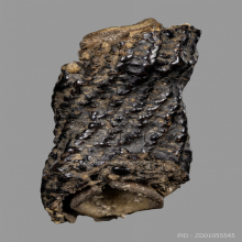 ตะกรุดหน้าผากเสือ หลวงปู่บุญ วัดกลางบางแก้ว