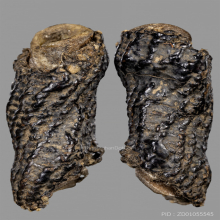 ตะกรุดหน้าผากเสือ หลวงปู่บุญ วัดกลางบางแก้ว