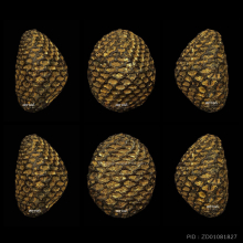 เบี้ยแก้หลวงปู่บุญ วัดกลางบางแก้ว