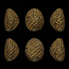 เบี้ยแก้หลวงปู่บุญ วัดกลางบางแก้ว