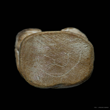 หนุมานหลวงพ่อสุ่น วัดศาลากุล พิมพ์หน้าโขน 