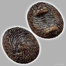 เบี้ยแก้ยุคต้น ลป.เพิ่ม วัดกลางบางแก้ว