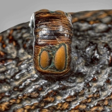 เบี้ยแก้ยุคต้น ลป.เพิ่ม วัดกลางบางแก้ว