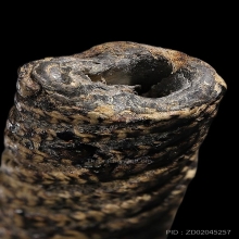 ตะกรุดสาริกา หลวงปู่ศุข ยาว 2นิ้วสภาพสวย เชือกแห้งเก่าถึงยุค