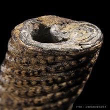 ตะกรุดสาริกา หลวงปู่ศุข ยาว 2นิ้วสภาพสวย เชือกแห้งเก่าถึงยุค