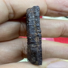 สมเด็จเจ็ดชั้นหลังยันต์ เนื้อผงครั่ง สายวัดโตนดหลวง เก่ามาก