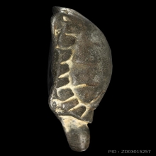 พญาเต่าเรือน หลวงปู่ศุข เนื้อตะกั่ว สภาพสวยเนื้อจัดมาก