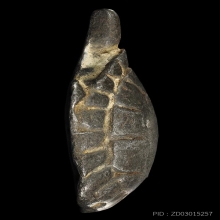 พญาเต่าเรือน หลวงปู่ศุข เนื้อตะกั่ว สภาพสวยเนื้อจัดมาก