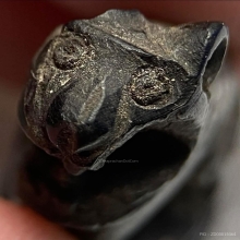 เสือชรา แกะจากเขาควาย (ตัวนี้มีรอยแทะ-บิ่น)