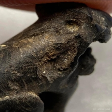 เสือชรา แกะจากเขาควาย (ตัวนี้มีรอยแทะ-บิ่น)