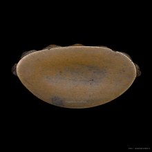 พระกริ่งสำเร็จประสงค์ ในสมเด็จพระสังฆราขแพวัดสุทัศน์สวยสุดๆ