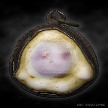 เบี้ยจั่นหลวงพ่อนุ่มวัดนางใน