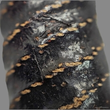 ตะกรุดจันทร์เพ็ญ หลวงปู่ศุข วัดปากครองมะขามเฒ่า ชัยนาท