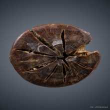 องคตหลวงพ่อปาน วัดบางกระสอบ จ.สมุทรปราการ ไม้แกะเก่ามากๆคับ