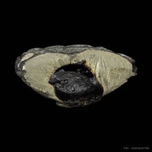 พระกริ่งใหญ่เจ้าคุณผลวัดหนัง ปี2498