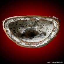 หลวงปู่โต๊ะ พระบูชาเจ้าแม่กวนอิม วัดถ้ำสิงโตทอง ปี2523