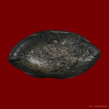 พระปิดตาเนื้อดินผสมผงใบลาน เก่าไม่ทราบที่ครับ