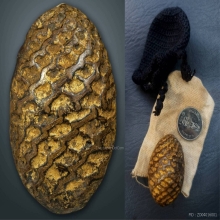 เบี้ยแก้ (เบี้ยไข่ทอง) หลวงปู่รอด วัดนายโรง