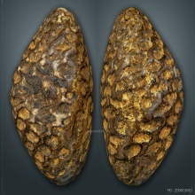 เบี้ยแก้ (เบี้ยไข่ทอง) หลวงปู่รอด วัดนายโรง