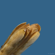 ดอกจำปีหลวงพ่อสด