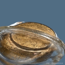 น้ำเต้ากันภัย กันไฟ กันฟ้า พระสังวรชุ่ม สวยเดิม