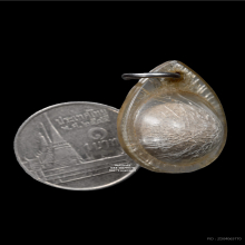 ลูกอมผงเลี่ยมเดิม หลวงพ่อสงวน วัดไผ่พันมือ