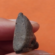 พระนางพญาซุ้มคู่ ลพ.กวย เนื้อดินสีดำ