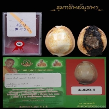 เบี้ยแก้ หลวงปู่คำ วัดโพธิ์ปล้ำ ติดที่ 1