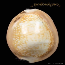 เบี้ยแก้ หลวงปู่คำ วัดโพธิ์ปล้ำ ติดที่ 1