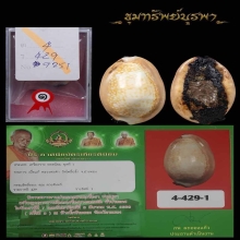 เบี้ยแก้ หลวงปู่คำ วัดโพธิ์ปล้ำ ติดที่ 1