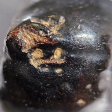 ตะกรุดพิศมร หลวงพ่อแก้ว วัดพวงมาลัย สมุทรสงคราม