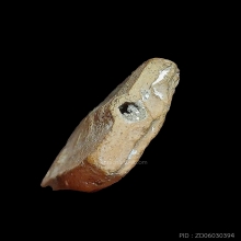 ลพ.ผาด วัดดงตาล พิมพ์พิเศษสองหน้า