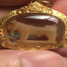 แพะหลวงพ่อลัด วัดหนองกระบอก ศีลป์บรามั่น โคตรแชมป์