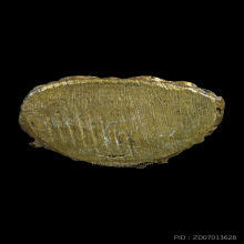 พระกริ่งไพรีพินาศ วัดบวรนิเวศ ปี 2495 พิมพ์บัวแหลม