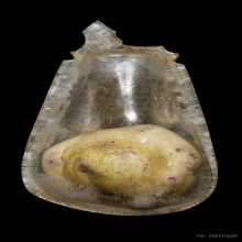 “เบี้ยแก้เลี่ยมโบราณเดิมๆ“คุณแม่บุญเรือน โตงบุญเติม