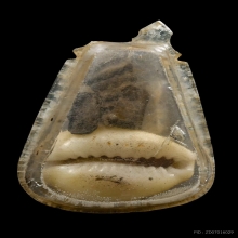 “เบี้ยแก้เลี่ยมโบราณเดิมๆ“คุณแม่บุญเรือน โตงบุญเติม