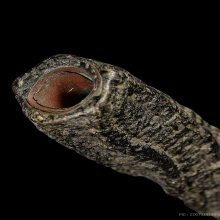 ตะกรุดยอดมงกุฏพระพุทธเจ้า หลวงปู่เอี่ยม วัดหนัง 