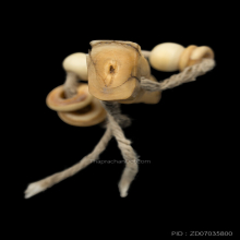 เสือหลวงพ่อปาน วัดกลาง เก่าเก็บ