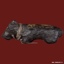 วัวธนู ครูบาคำแสน รุ่น 1 วัวธนูยอดนิยมอันดับ1ล้านนา