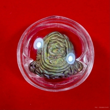 พระปิดตานะทรหด หลวงปู่กาหลง เขี้ยวแก้ว ปี2549